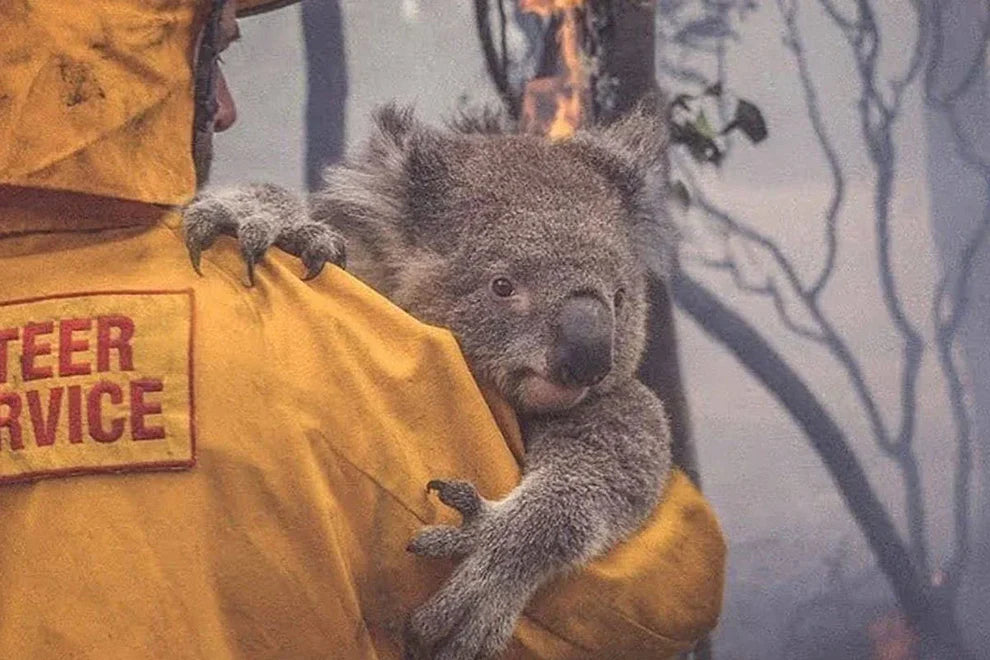 Rotary International x Currumbin Wildlife Hospital: Supporting Australia’s Bushfire Recovery - Project - Yourstuffmade.com - Rotary International - express cheap ethical custom products